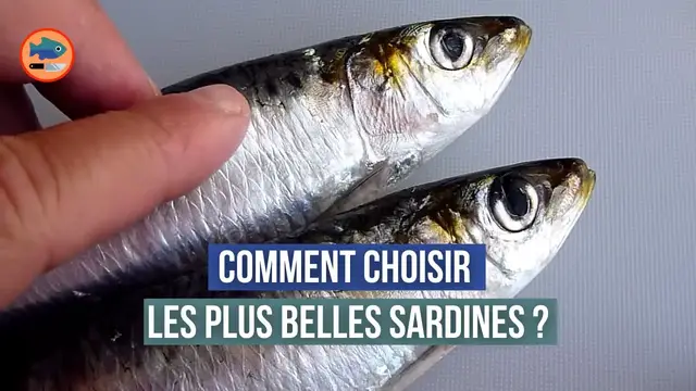 Video thumbnail for Comment choisir les sardines ? (ou savoir si elles sont encore bonne à manger)