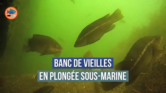 Video thumbnail for Vieilles du Croisic (plongée sous-marine)