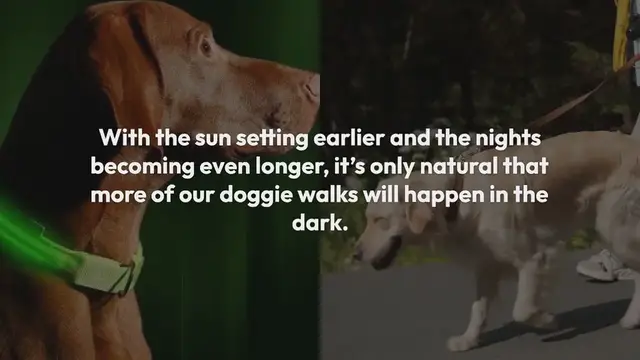 Video thumbnail for Best reflective dog collars