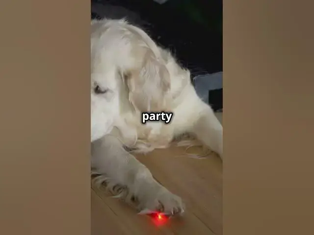 Video thumbnail for 10 hilarious cat reactions 🐱😹 #catsofyoutube  #funnycatvideos  #catreactions