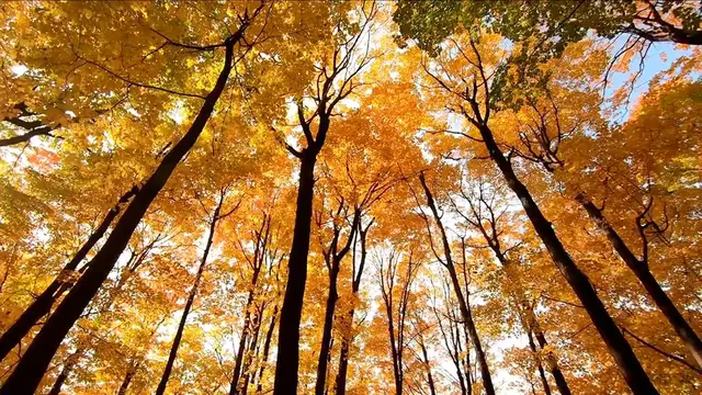 Video thumbnail for Trees view