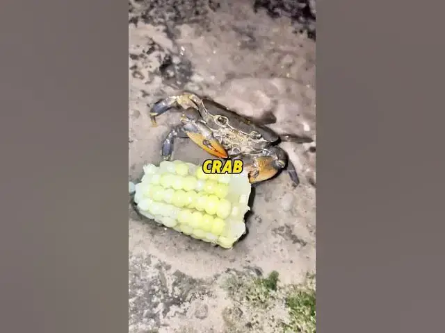 'Video thumbnail for This Crab Eats Corn Like a Gentleman 😳🦀🌽 #funny #viralvideos #emotionalmoments #crab'