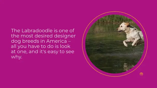 Video thumbnail for Labradoodle: everything about this Labrador and Poodle Mix