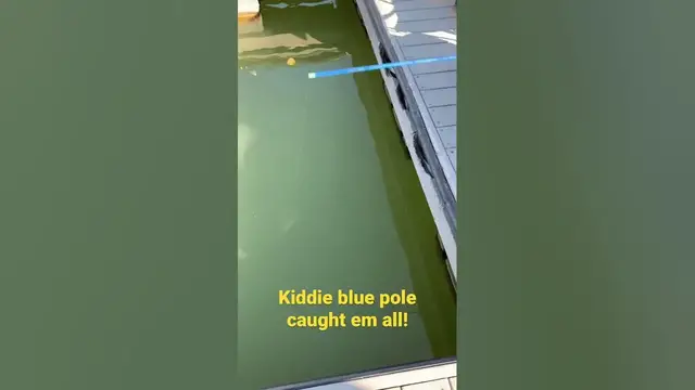 'Video thumbnail for Catching sand bass off the docks .man my sone kiddie pole was the only one getting bit!'