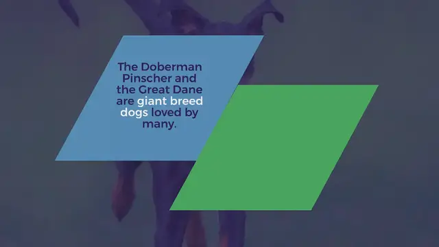 Video thumbnail for Doberman vs Great Dane: what are the differences?