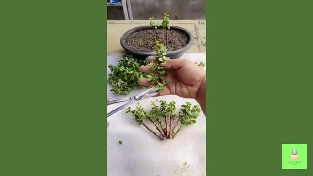 'Video thumbnail for Succulent Success Secrets Revealed! '