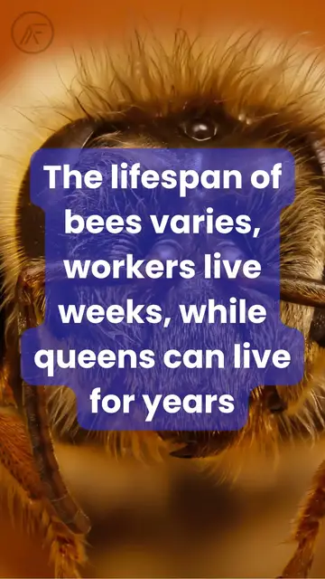 Video thumbnail for Fun Facts About Bees From Honey to Wonder