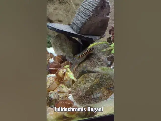 Video thumbnail for Julidochromis Regani that I picked up at last Fish Club Meeting