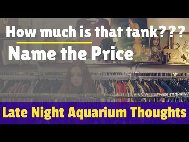 Video thumbnail for How much is that tank?? - Late Night Aquarium Thoughts