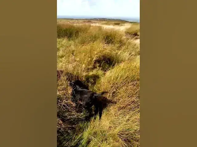 'Video thumbnail for Cockers on a windy fell'