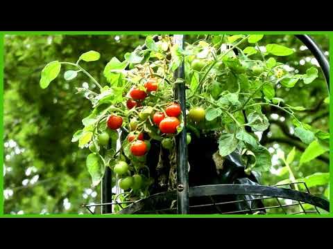 Video thumbnail for the garden summer 2019