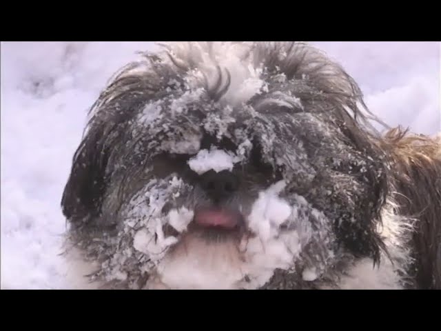 Video thumbnail for Robbie,s first snow