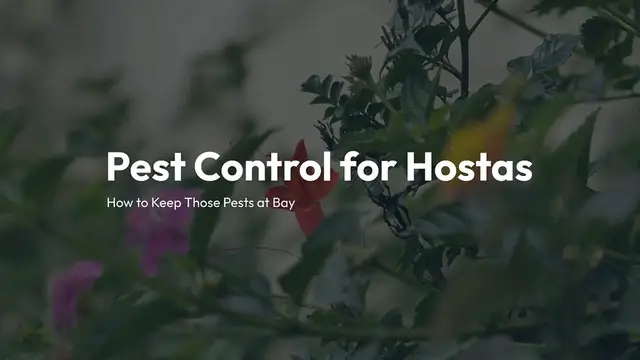 Video thumbnail for Pest Control for Hostas: Protect Your Plants from Damage