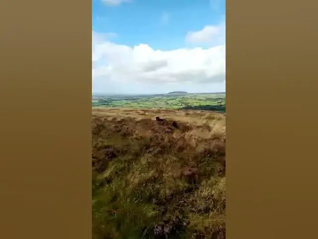'Video thumbnail for More shananigans from the wild pack of Cocker spaniels'