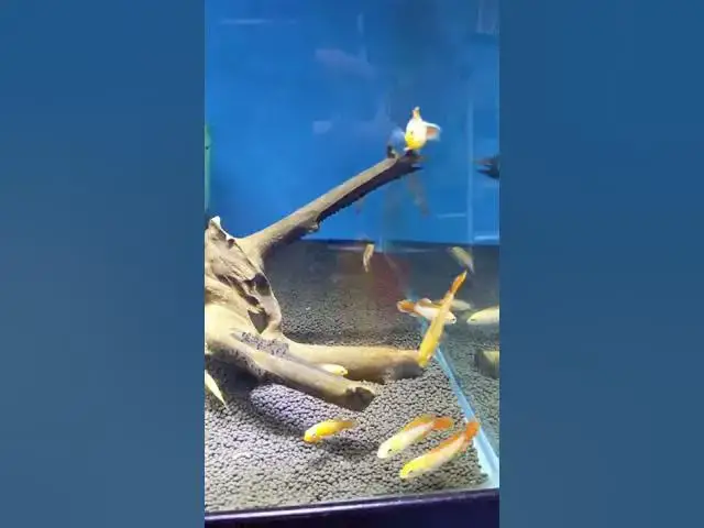 Video thumbnail for Apistogramma Agassizii "Fire Red" @ Aquarium Fish Depot #shorts