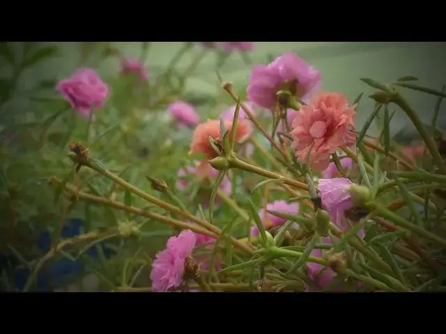 Video thumbnail for Green curation Flower Plant Table Rose