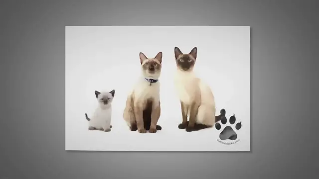 Video thumbnail for Do Siamese Cats Really Change Color With the Seasons?