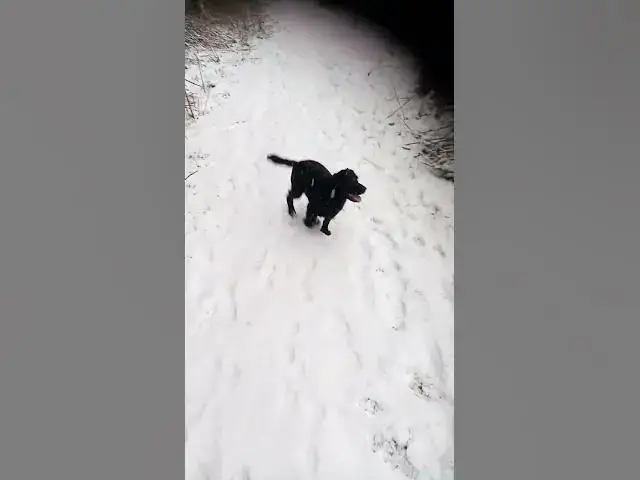 'Video thumbnail for A walk with the Cockers in the snow'
