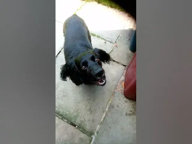 'Video thumbnail for Boris the Cocker singing happy birthday to his daughter'