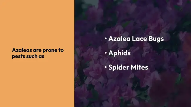 Video thumbnail for Best Natural Pesticides for Azaleas to Keep Pests Away
