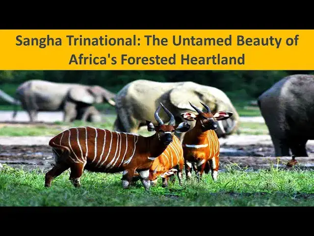 Video thumbnail for Sangha Trinational: The Untamed Beauty of Africa's Forested Heartland