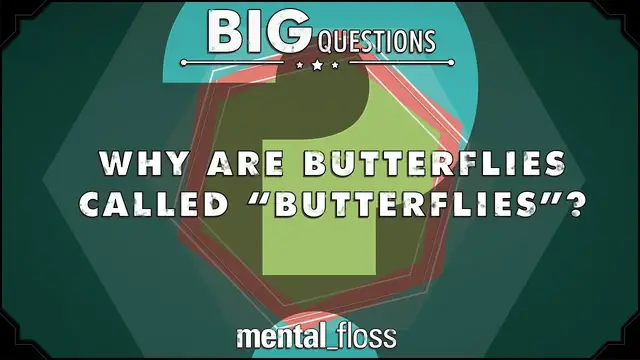'Video thumbnail for Why are butterflies called "butterflies"? - Big Questions (Ep. 13)'