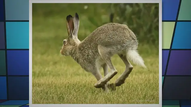 Video thumbnail for Exploring the Jackrabbit Habitat: A Closer Look at Their Diverse Residences