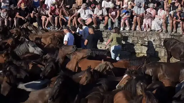 Video thumbnail for Spain: Traditional ‘Rapa Das Bestas’ Festival held in Sabucedo village, Spain.
