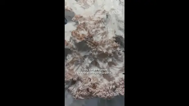 Video thumbnail for I’ve Dedicated My Life to Mushrooms