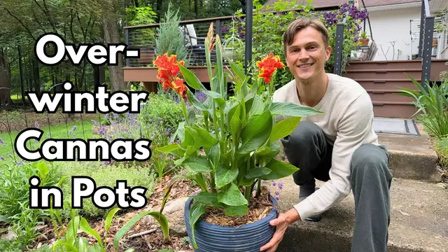 Video thumbnail for CANNA LILY - Overwinter Plants - Easy Method