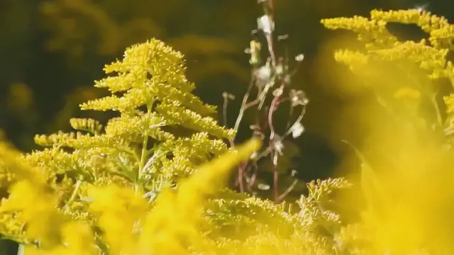 Video thumbnail for Forsythia Bush