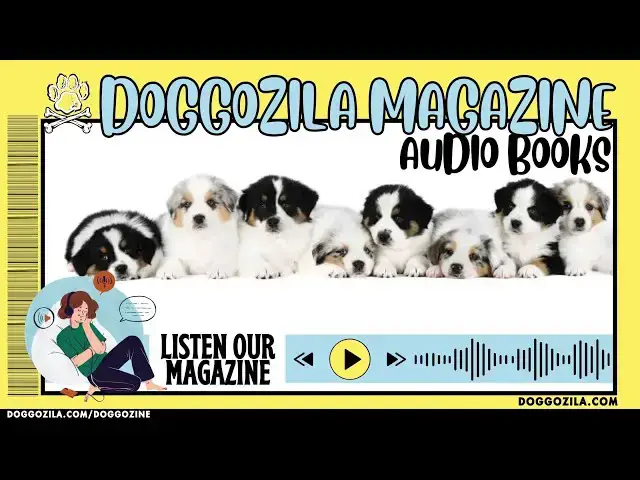 Video thumbnail for How to keep your dog cool in hot summer days