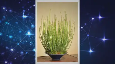 'Video thumbnail for Bonsai Repotting: A Guide to Maintenance'