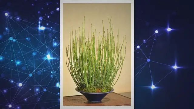 Video thumbnail for Bonsai Repotting: A Guide to Maintenance