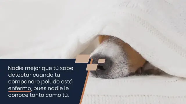 Video thumbnail for Las 42 Principales Enfermedades en los Perros