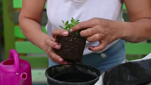 Video thumbnail for Growing Lavender From Seeds
