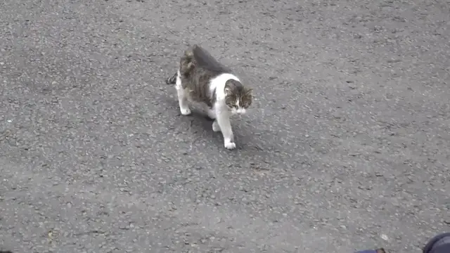 Video thumbnail for UK: 10 Downing Street's Larry the Cat outlasts six UK prime ministers.