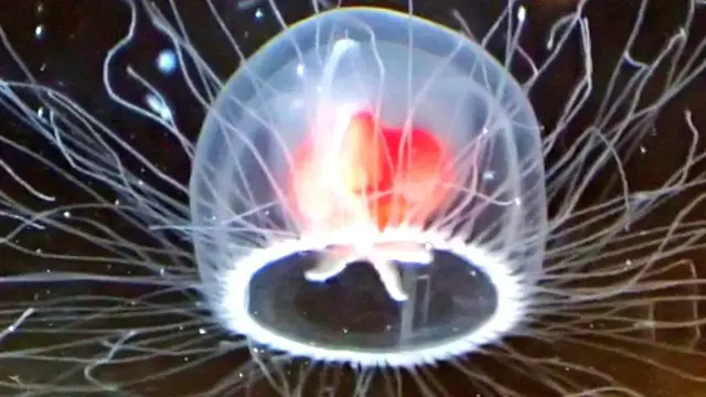 Video thumbnail for Immortal Jellyfish: A Closer Look at Turritopsis dohrnii's Aging Trick
