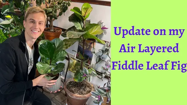 Video thumbnail for Air Layer Propagation Update - Fiddle Leaf Fig