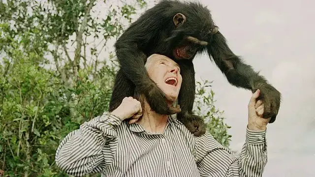 'Video thumbnail for Groundbreaking conservationist Jane Goodall dies aged 91'