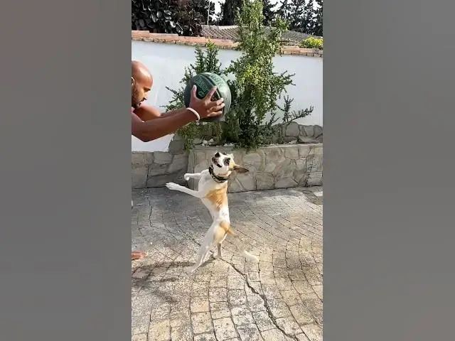 Video thumbnail for She was chained for no reason ! And now see her joy .#rescue #dog #family #spaintravel