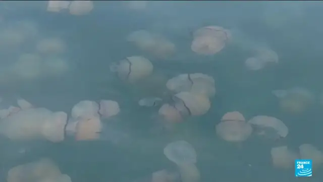 'Video thumbnail for Four reactors of power plant invaded by animals'