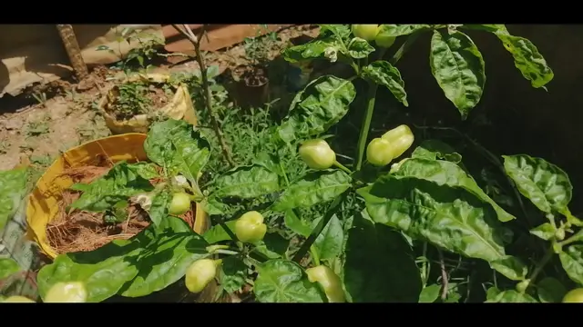 'Video thumbnail for Capsicum Chinense Chillies'