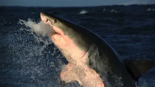 Video thumbnail for A closer look at sharks' dramatic 50-year population decline