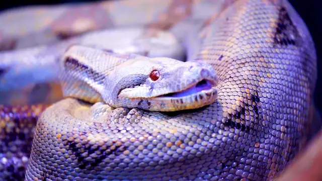Video thumbnail for Fossils in India Reveal the Largest Snake Ever Lived