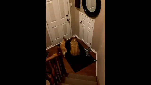 Video thumbnail for Corgis Wait Patiently at the Door for Their Owner