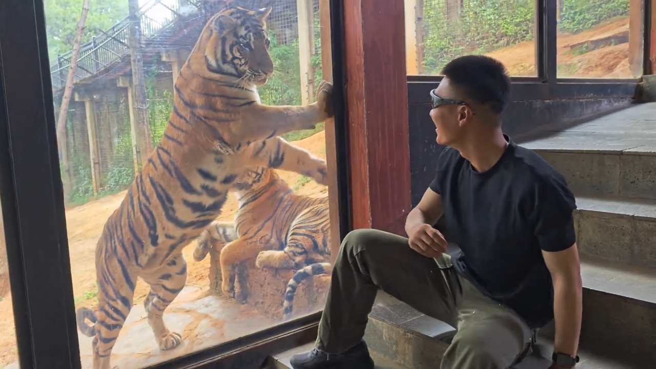 Video thumbnail for Tiger's Close Encounter Startles Zoo Visitor