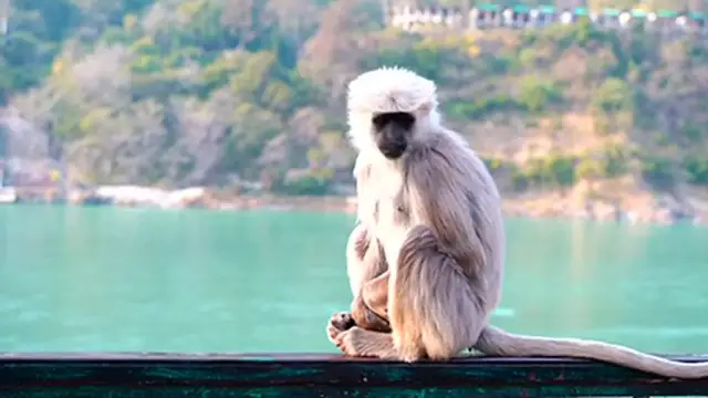 'Video thumbnail for Nature'