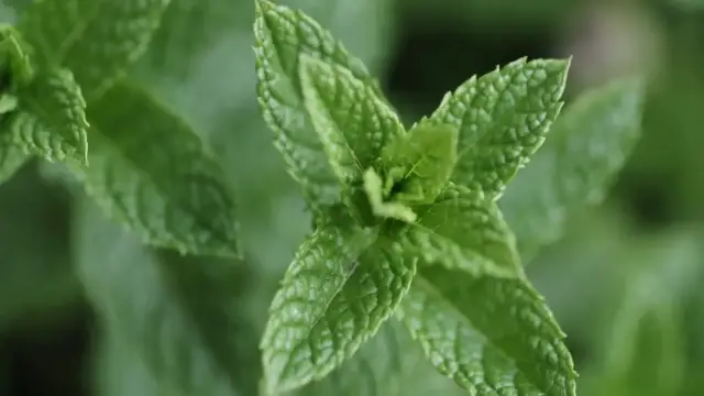 Video thumbnail for Create Your Vertical Garden