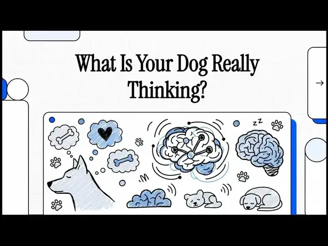 Video thumbnail for What Do Dogs Think About?